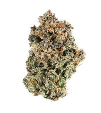 Auto Orange Sherbert > Graines en Gros | Graines Autofloraison  |  Sativa