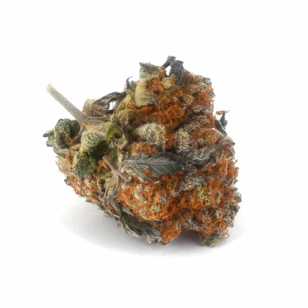 Auto Orange Sherbert graines > Vision Seeds | Graines de cannabis autoflo  |  Sativa
