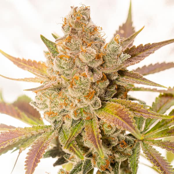 Auto Orange Sherbert graines > Vision Seeds | Graines de cannabis autoflo  |  Sativa