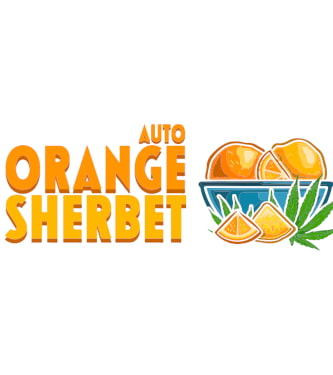 Orange Sherbet Auto > Fast Buds Company | Semillas autoflorecientes  |  Sativa