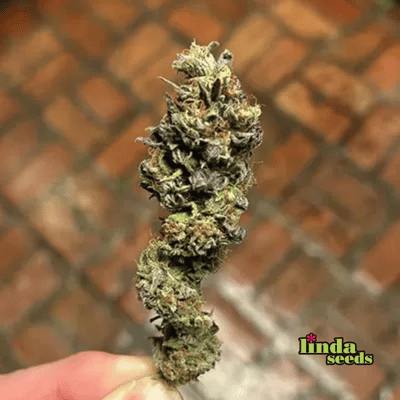 Auto Oreoz Seed > Linda Seeds | Autoflowering Cannabis   |  Hybrid