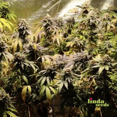 Auto Oreoz Seed > Linda Seeds | Autoflowering Cannabis   |  Hybrid