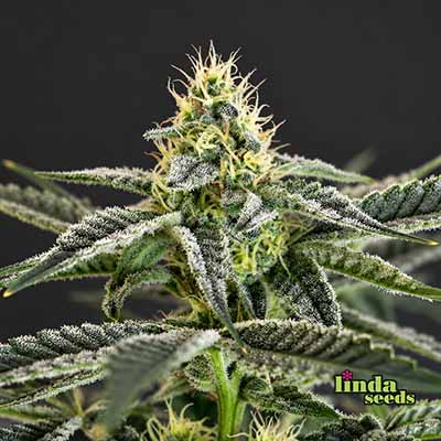 Auto Oreoz Samen > Linda Seeds | Autoflowering Hanfsamen  |  Hybrid