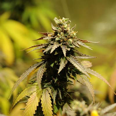 Auto Oreoz > Linda Seeds | Semillas de marihuana autoflorecientes  |  Híbrido