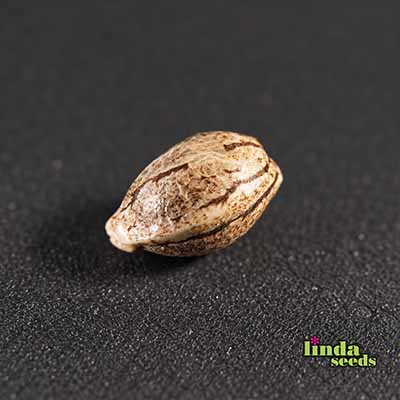 Auto Oreoz Samen > Linda Seeds | Autoflowering Hanfsamen  |  Hybrid