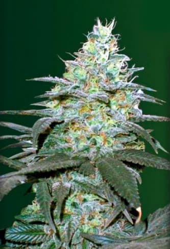 Auto Original Berry > Victory Seeds | Autoflowering Cannabis   |  Hybrid