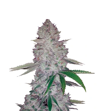 Auto Original Glue > Nirvana | Graines Autofloraison  |  Indica