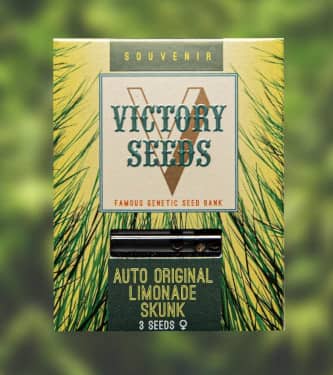 Auto Original Limonade Skunk > Victory Seeds | Autoflowering Hanfsamen  |  Hybrid