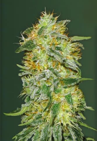 Auto Original Limonade Skunk > Victory Seeds | Graines Autofloraison  |  Hybride