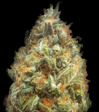 Auto Original Orange Bud > Bulk Seed Bank | Autoflowering Cannabis   |  Hybrid