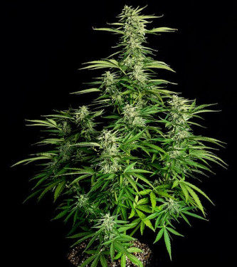 Auto Orion F1 > Royal Queen Seeds | Graines Autofloraison  |  Hybride