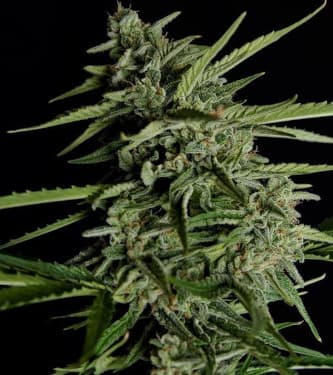 Auto Orion F1 > Royal Queen Seeds | Graines Autofloraison  |  Hybride