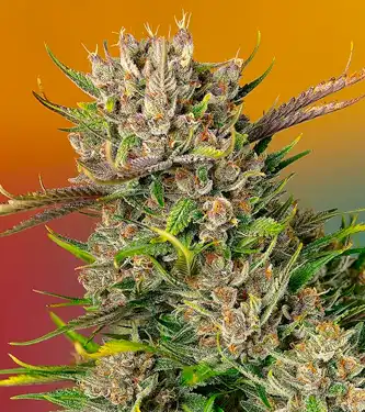 Auto Gorilla Feminizada Indica – Seeds Ecuador