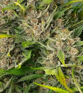 Papaya Zoap Auto > Sweet Seeds | Graines Autofloraison  |  Indica