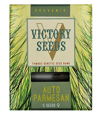 Auto Parmesan > Victory Seeds | Autoflowering Hanfsamen  |  Hybrid