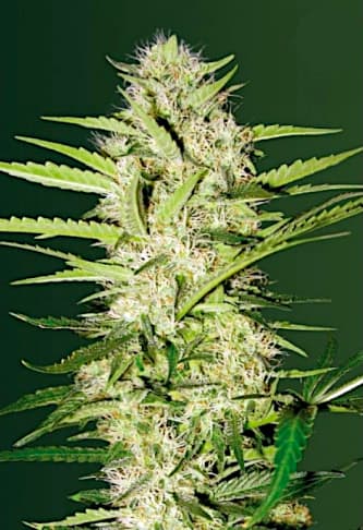 Auto Parmesan > Victory Seeds | Autoflowering Cannabis   |  Hybrid