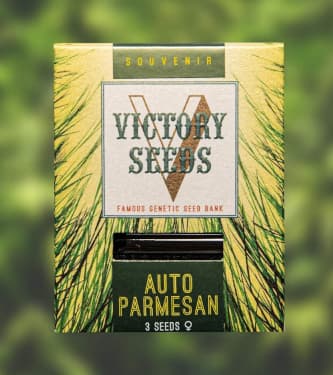 Auto Parmesan > Victory Seeds | Semillas autoflorecientes  |  Híbrido