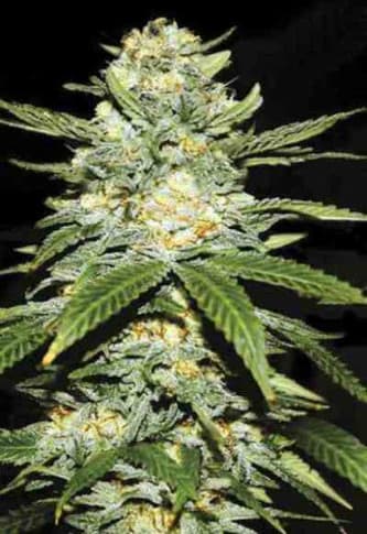 Auto Perfect Power Plant > Bulk Seed Bank | Semillas autoflorecientes  |  Sativa