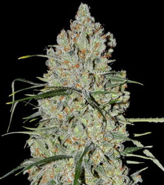 Auto Pineapple Express #2 > G13 Labs | Graines Autofloraison  |  Indica