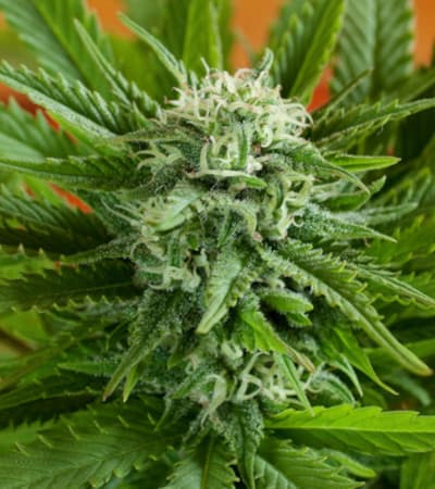 Pineapple Express Auto > G13 Labs | Autoflowering Cannabis   |  Indica