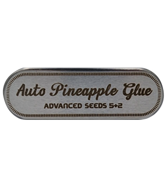 Auto Pineapple Glue > Advanced Seeds | Semillas autoflorecientes  |  Híbrido