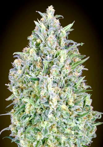 Auto Pineapple Glue > Advanced Seeds | Graines Autofloraison  |  Hybride