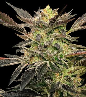 Auto Pink Sunset > Silent Seeds | Autoflowering Cannabis   |  Hybrid