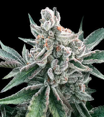 Auto Polar Gelato > Silent Seeds | Autoflowering Cannabis   |  Sativa