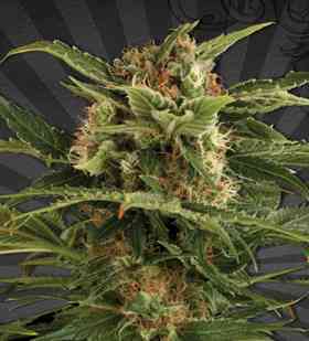 Auto Pounder > Auto Seeds | Autoflowering Cannabis   |  Hybrid