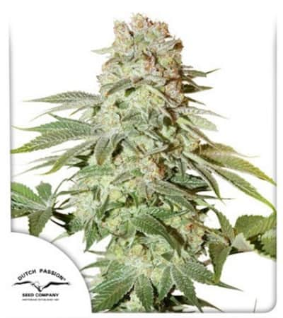 Auto Power Plant > Dutch Passion | Semillas autoflorecientes  |  Sativa