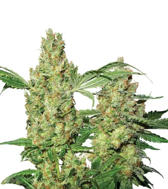 Auto Pure Power Plant > Nirvana | Graines Autofloraison  |  Indica