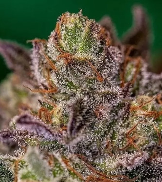 Auto Purple Cherry > Positronics | Autoflowering Cannabis   |  Indica