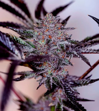 Auto Purple Cherry > Positronics | Semillas autoflorecientes  |  Índica