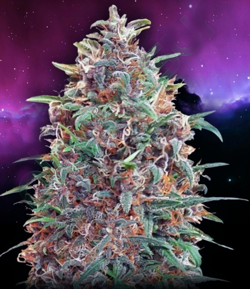 Auto Purple Diesel > Advanced Seeds | Autoflowering Hanfsamen  |  Hybrid