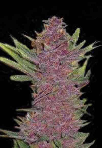 Auto Purple Glam Kush > Bulk Seed Bank | Autoflowering Cannabis   |  Hybrid