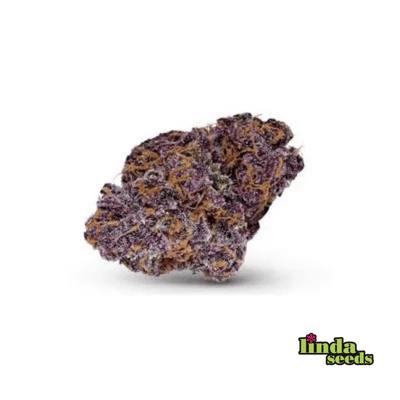 Auto Purple Haze Samen > Linda Seeds | Autoflowering Hanfsamen  |  Sativa