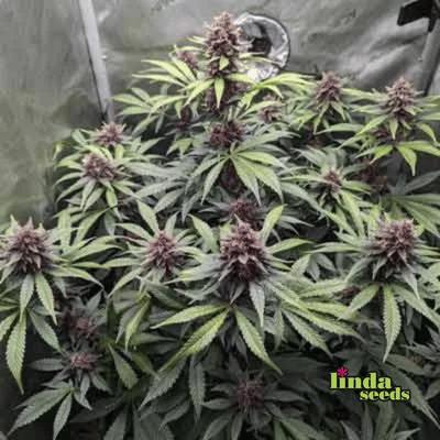 Auto Purple Haze Samen > Linda Seeds | Autoflowering Hanfsamen  |  Sativa
