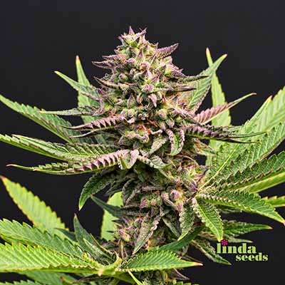 Auto Purple Haze Samen > Linda Seeds | Autoflowering Hanfsamen  |  Sativa