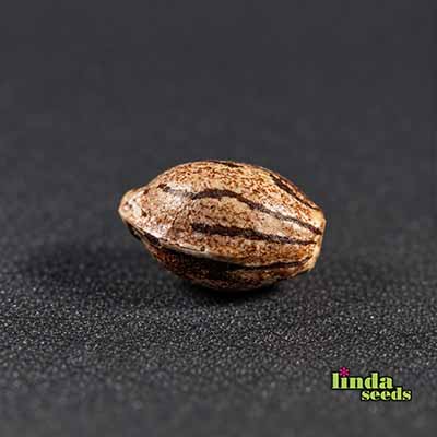 Auto Purple Haze Samen > Linda Seeds | Autoflowering Hanfsamen  |  Sativa