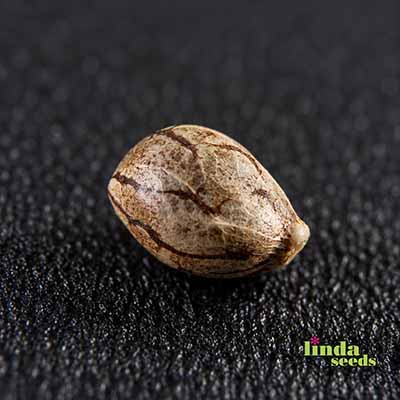 Auto Purple Kush graines > Linda Seeds | NOS RECOMMANDATIONS DE GRAINES DE CANNABIS  |  Graines de Cannabis à prix bas