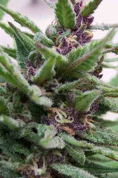 Auto Purple > Original Sensible Seeds | Autoflowering Cannabis   |  Indica
