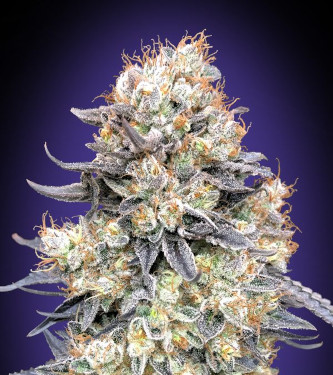 Purple Punch Auto > 00 Seeds Bank | Autoflowering Cannabis   |  Indica