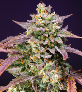 Auto Purple Punch OG XL > Sweet Seeds | Graines Autofloraison  |  Indica