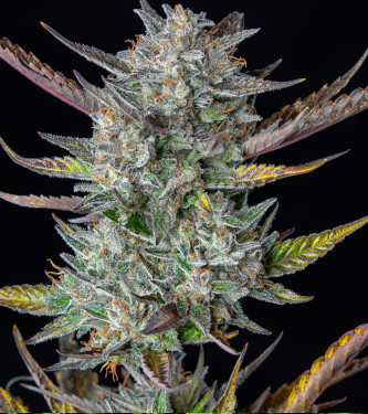 Auto Purple Punch > Royal Queen Seeds | Graines Autofloraison  |  Indica