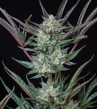 Auto Purple Punch > Royal Queen Seeds | Graines Autofloraison  |  Indica