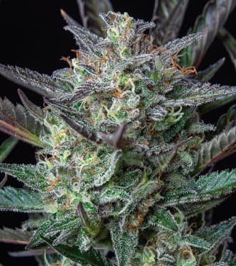 Auto Purple Punch > Royal Queen Seeds | Graines Autofloraison  |  Indica