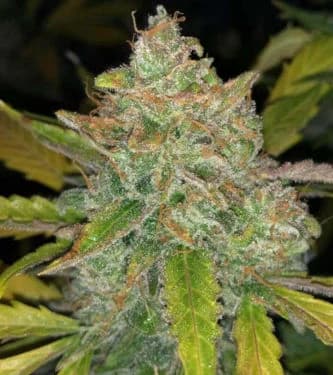 Auto Purple Sunset > Philosopher Seeds | Autoflowering Cannabis   |  Hybrid