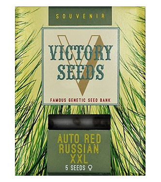 Auto Red Russian XXL > Victory Seeds | Semillas autoflorecientes  |  Híbrido