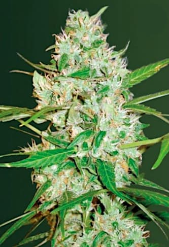 Auto Red Russian XXL > Victory Seeds | Graines Autofloraison  |  Hybride