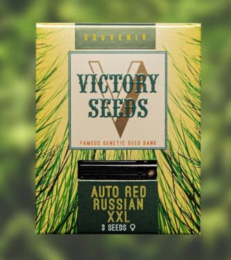 Auto Red Russian XXL > Victory Seeds | Autoflowering Hanfsamen  |  Hybrid